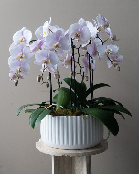 Large Orchid Bowl