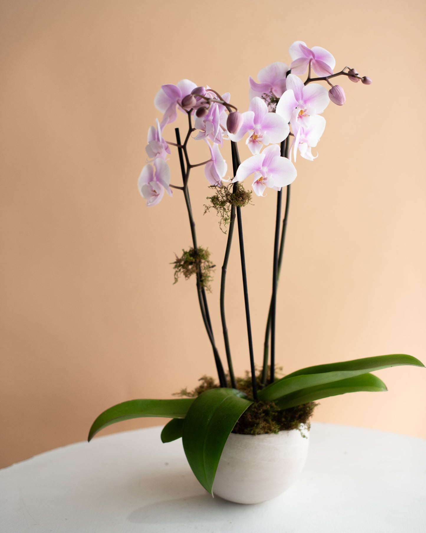 Elegant pink orchid in white pot on table, Annam Studio Toronto floral arrangement