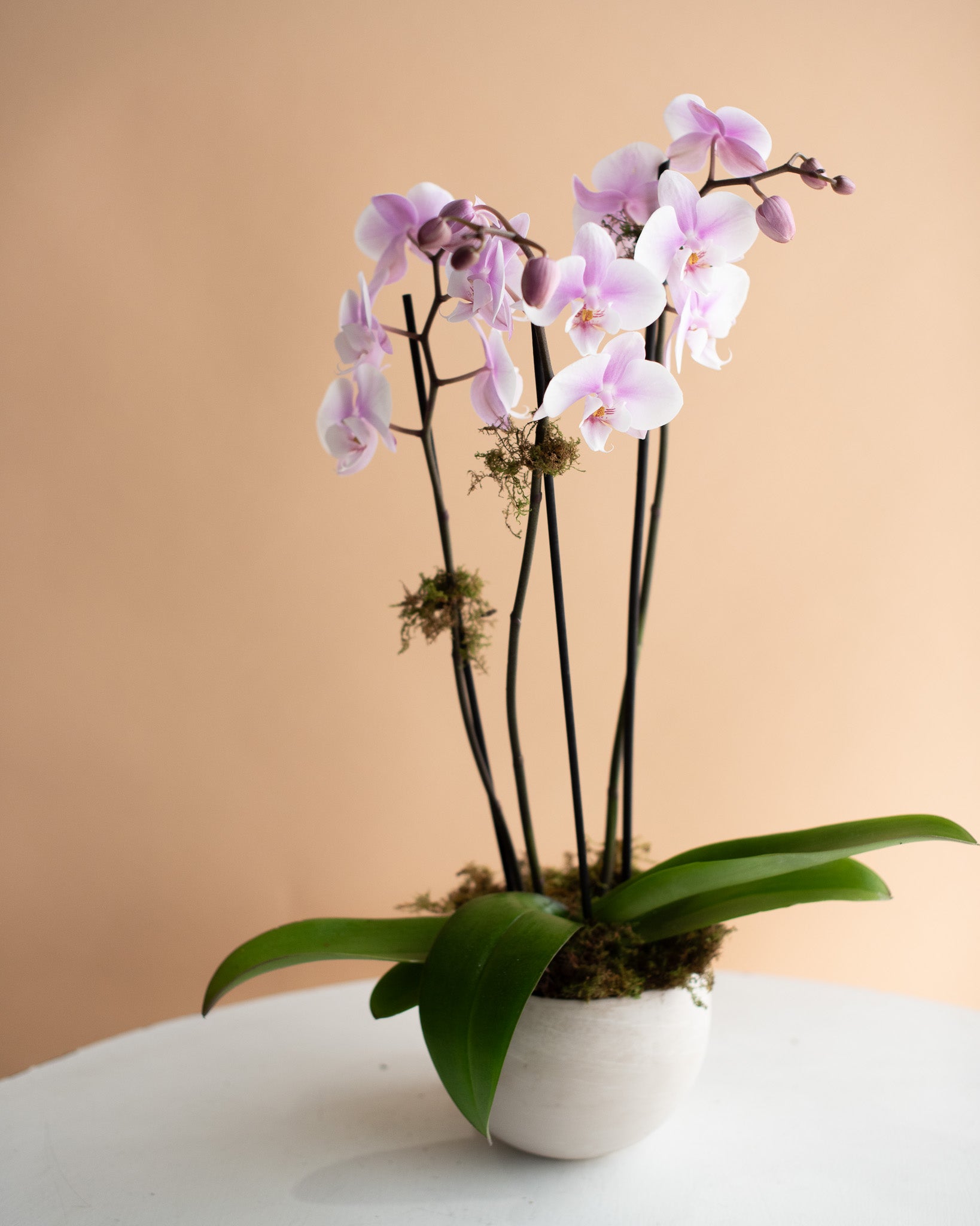 3-spike Potted Phalaenopsis Orchid