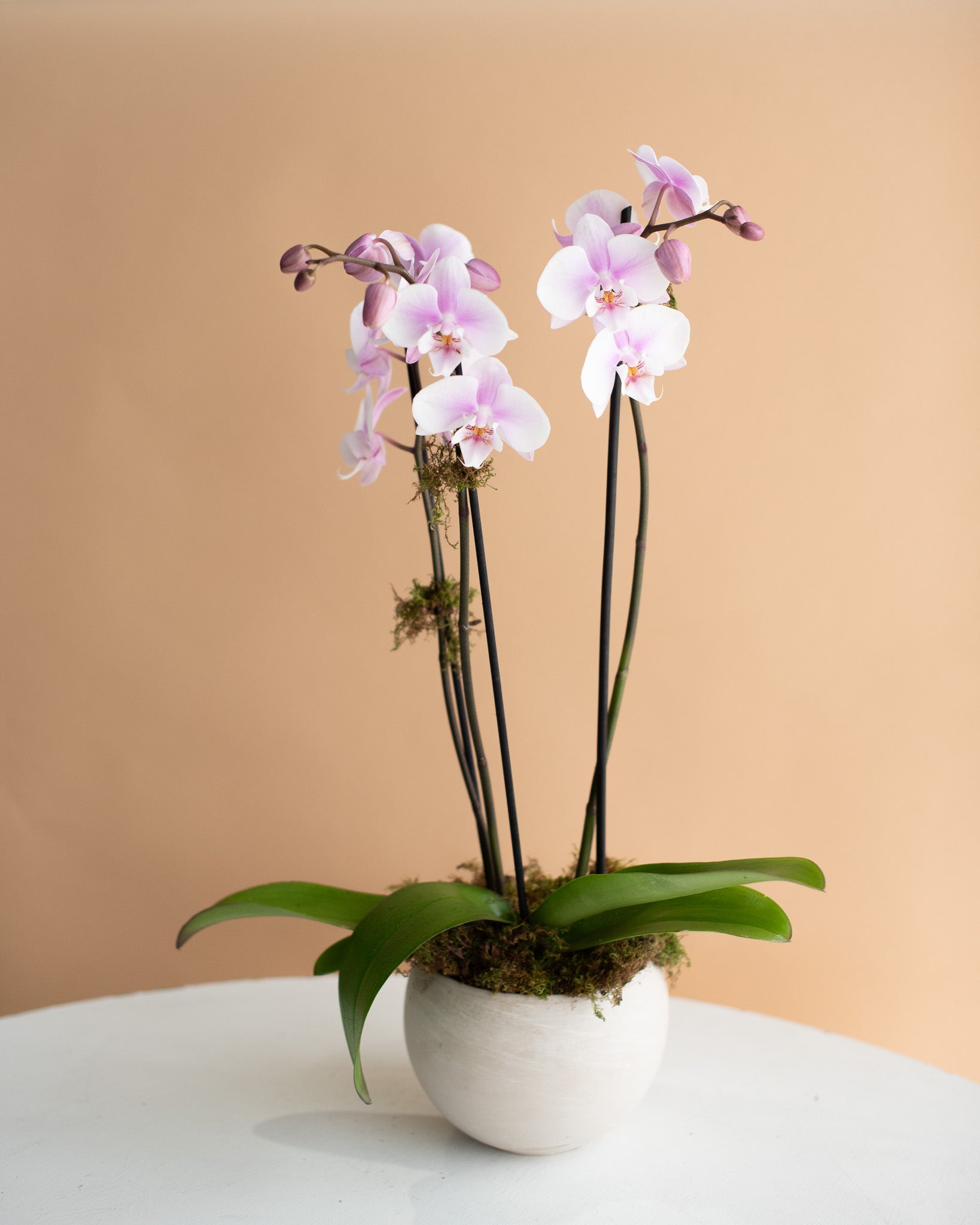 3-spike Potted Phalaenopsis Orchid