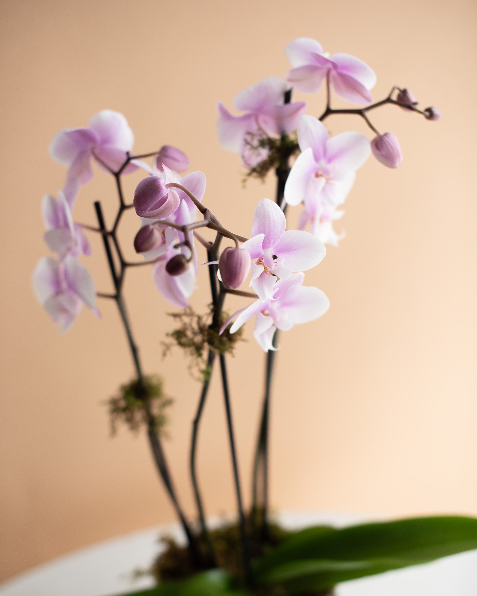 3-spike Potted Phalaenopsis Orchid