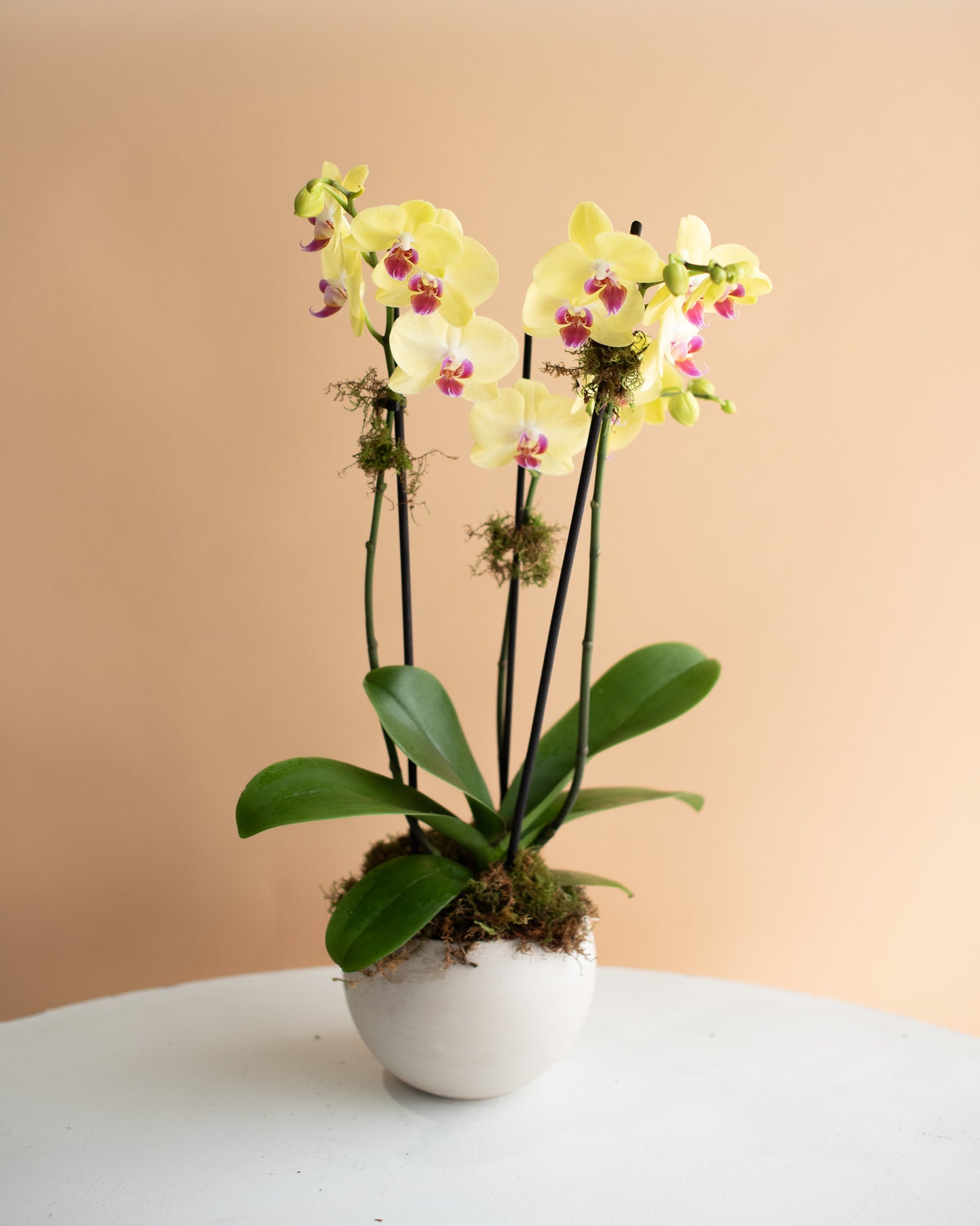 Yellow phalaenopsis orchid arrangement in white pot from Annam Studio on a peach background