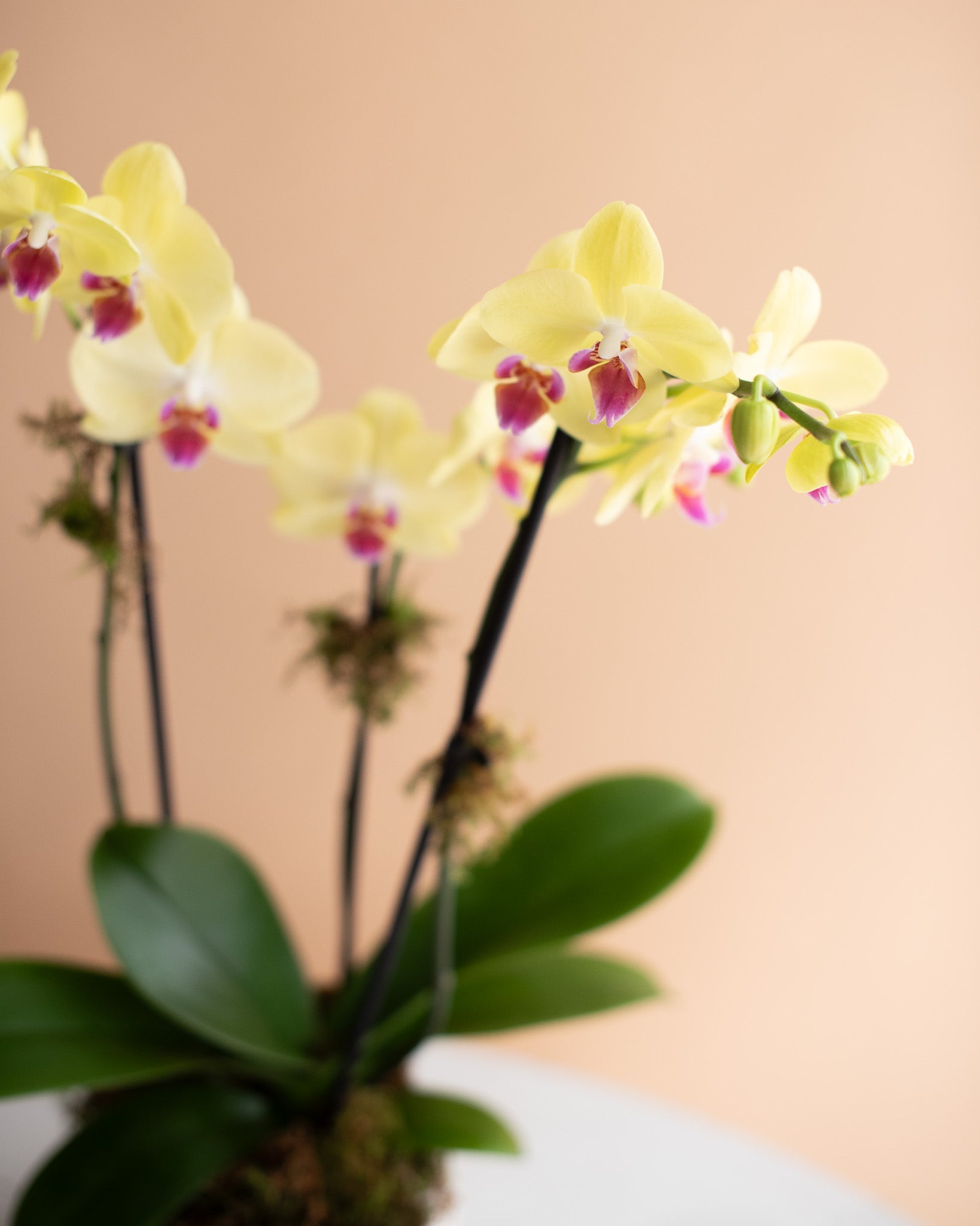 Yellow orchid arrangement with green leaves by Annam Studio on a peach background