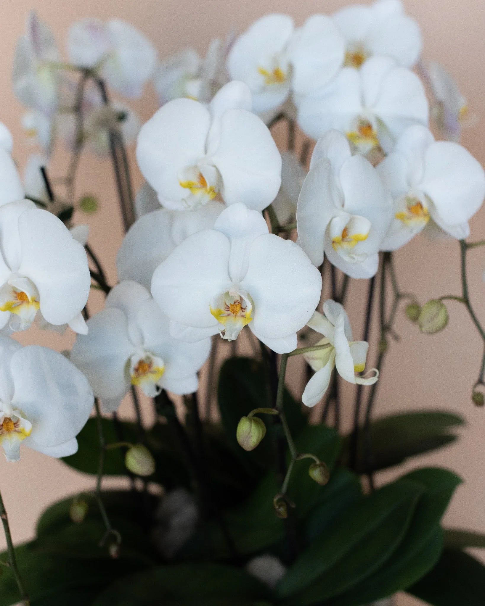 10-Stem Orchid Planter