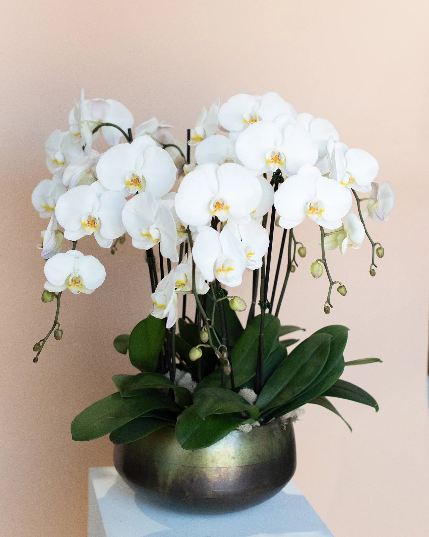 White orchid arrangement in a metallic pot by Annam Studio, Toronto floral studio