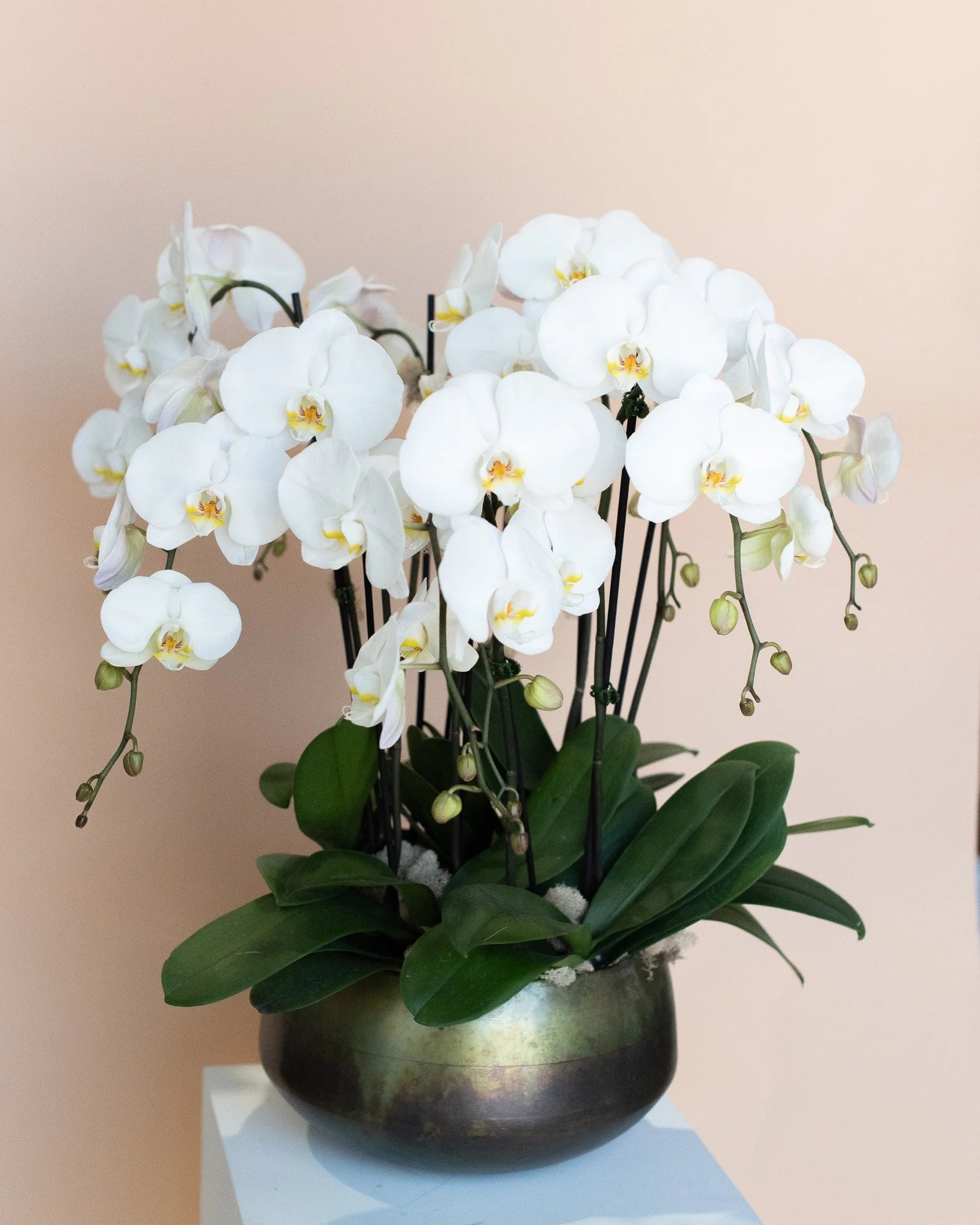 White orchid arrangement in a metallic pot by Annam Studio, Toronto floral studio