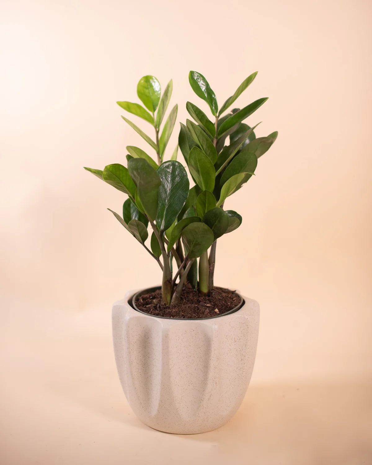 ZZ Plant in Beaumont Planter