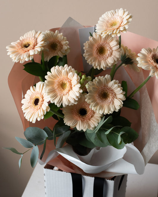 Bouquet of wrapped light pink daisies for delivery or pickup in Toronto.
